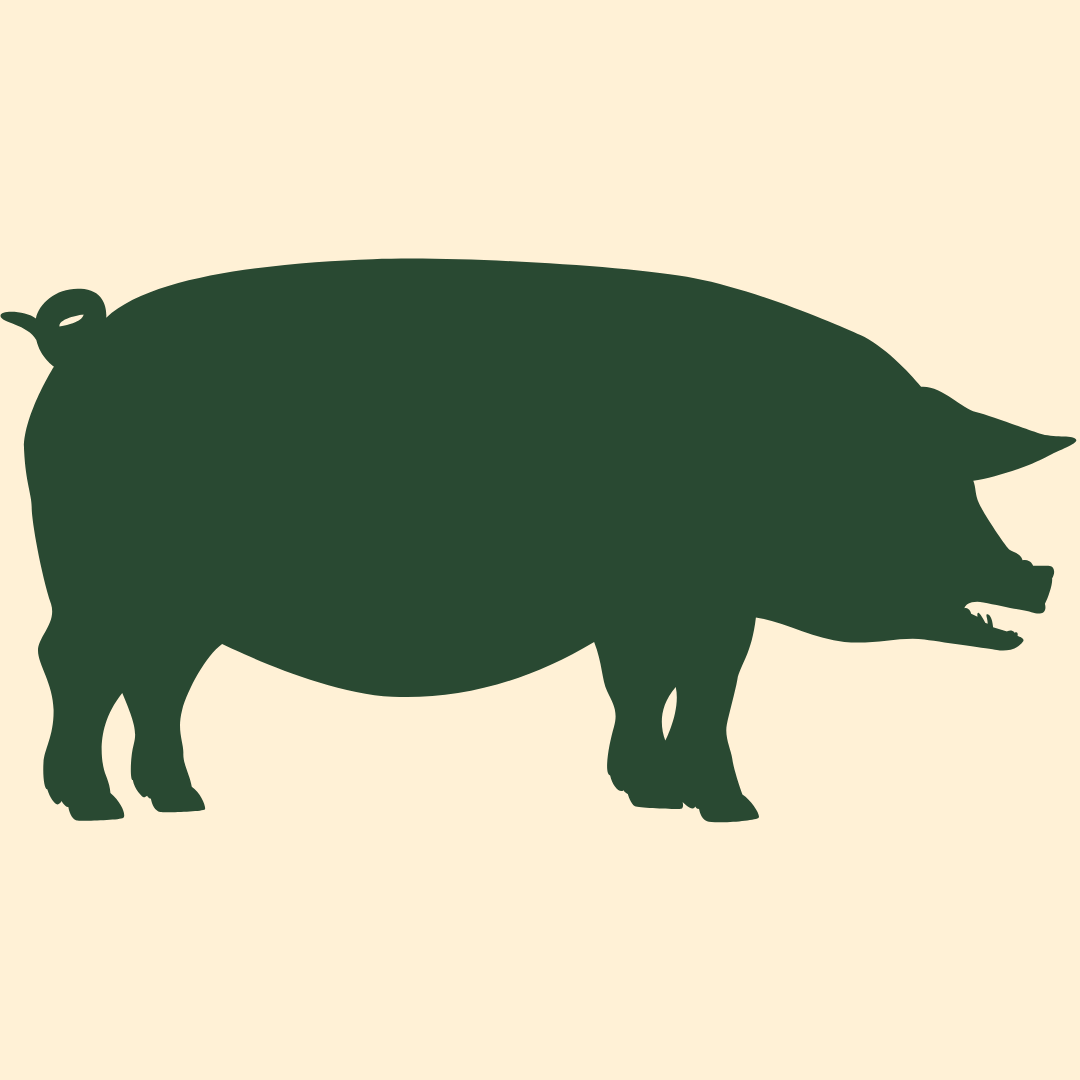 Bestandteile vom Schwein Bestandteile vom Schwein
